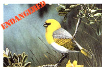 Environmental Failures: Endangered and Extinct Species